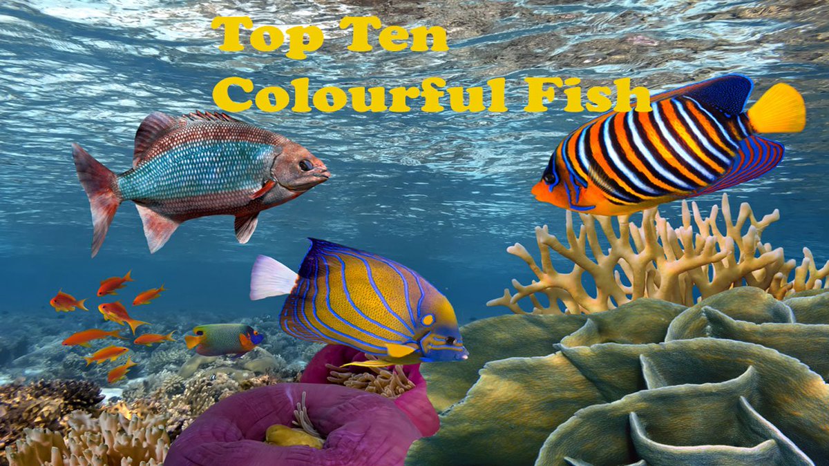 Top 10 Beautiful &amp; Colourful Fish
bit.ly/2XNQTEp