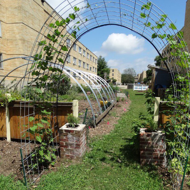 GreenCampusProj's tweet photo. #ThrowbackThursday to the edible garden in Platteville Wisconsin. A lot has changed since last summer and we are so proud of all the progress! #sustainabiliy #community #growYourOwnFood https://t.co/4NY5E8oBG1