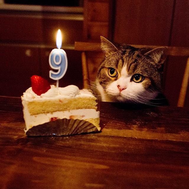 minmeow_'s tweet photo. #한여름의_시작_생일축하해_민현아생일

생일 축하해, 새끼 고양이

🐱🎉🧁🐱🎉🧁🐱🎉🧁

#HAPPY_MINHYUN_DAY https://t.co/aPdFNieo0z