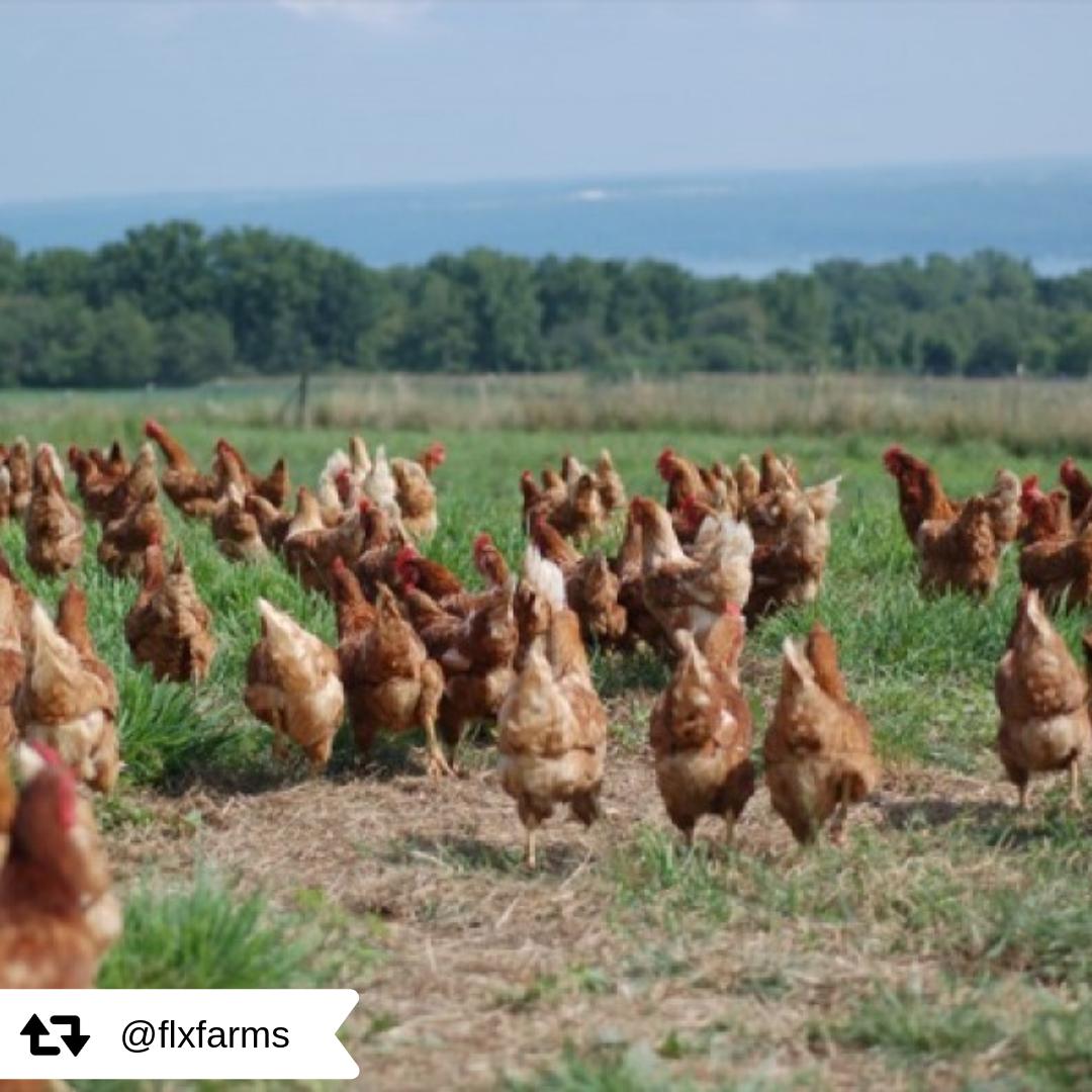 phrank_ly's tweet photo. At Lento, weekly trips to Rochester’s farmers’ markets guarantee freshness and the highest quality ingredients. Lento also gets ingredients from a variety of local farms, including produce from Bolton Farms, eggs &amp; meat from @flxfarms, and beef &amp; pork from Seven Bridges Farm. https://t.co/Xm5WuOVyja