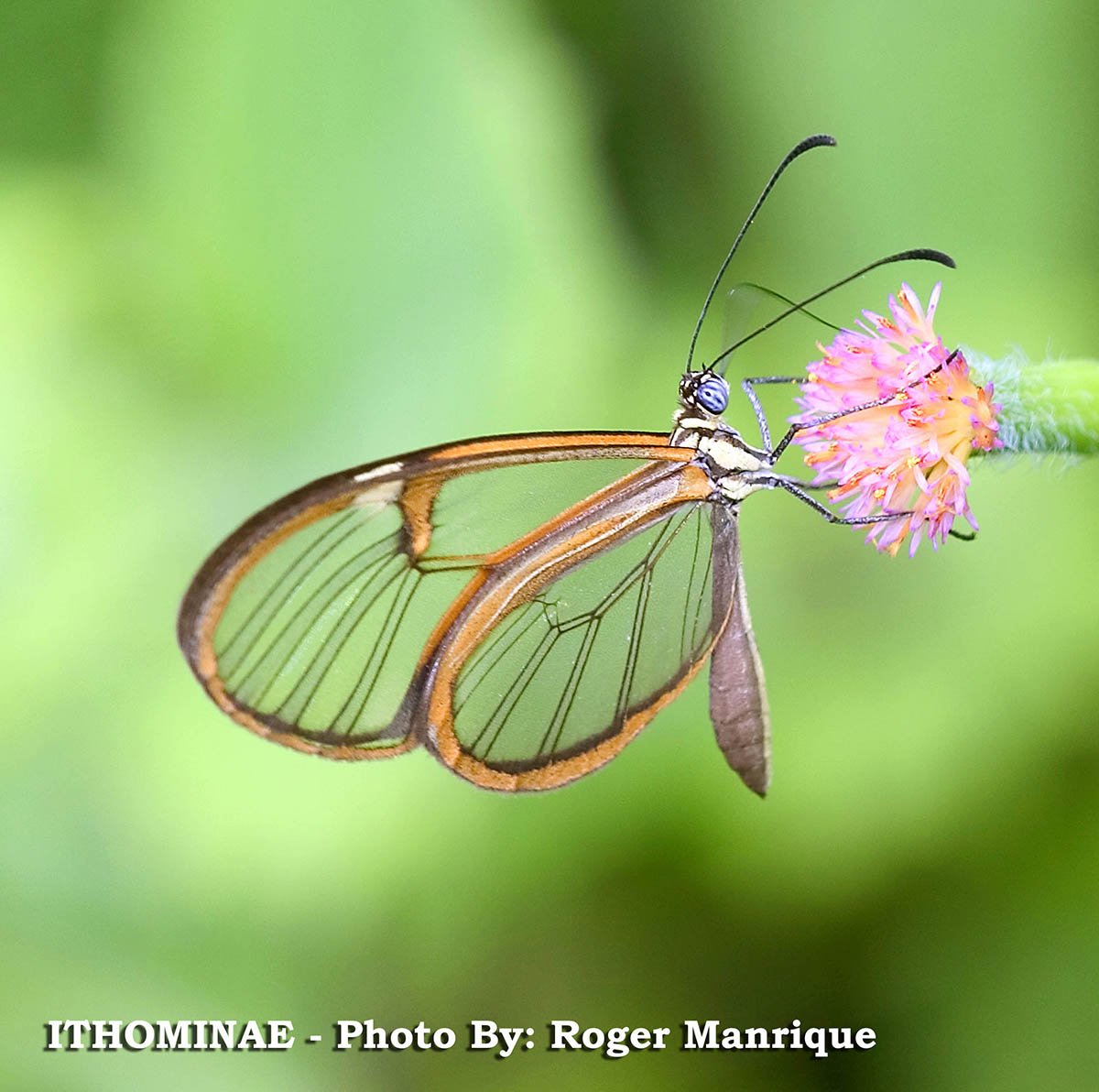 coladventure's tweet photo. COLOMBIA PAÍS DE MARIPOSAS 🦋🍁🌈

Más de 3500 especies de mariposas nos convierten en el segundo país con mayor diversidad de estas maravillas de la naturaleza en el mundo….

Conéctate... https://t.co/pCkQHepVnA