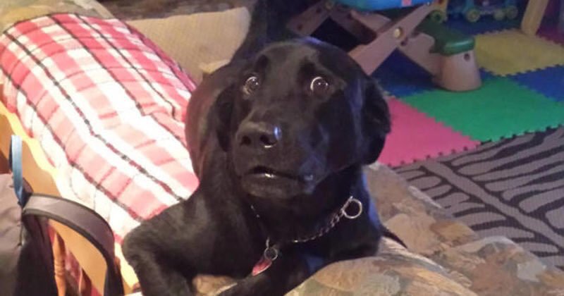 iAnkit_Mishra_'s tweet image. Pakistani reaction when #ModiNationalAddress  😆😆😆😜😜
👇👇👇👇👇👇👇