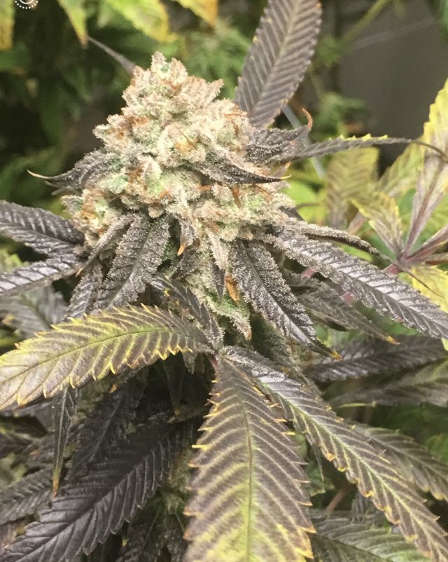 ColitasFarms's tweet photo. A real beauty #CannabisCommunity #cannabis #marijuana #sativa #indica #kush #ganjagirls #weed #weedporn #cbd #thc #marijuanagrowers #cannabiscultivators https://t.co/ou6kej0GPL
