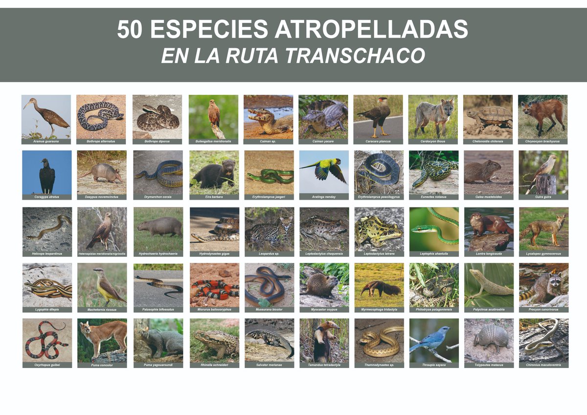 ATranschaco's tweet photo. #faunaatropellada #investigación https://t.co/mSqYVgayuE