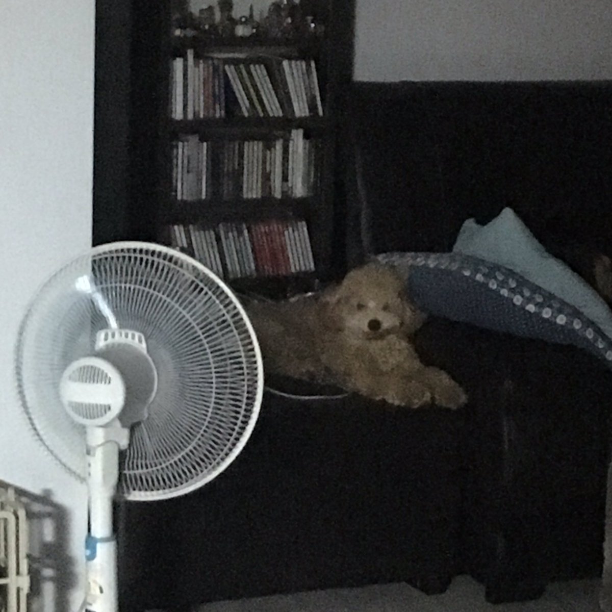 에어컨 틀어도 선풍기 지박령