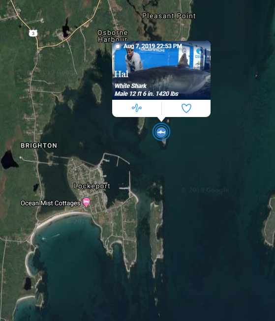 Brett_CBC's tweet photo. Last night around midnight, the great white shark @WhiteSharkHal was in Lockeport, NS. https://t.co/tpHypeVZMu