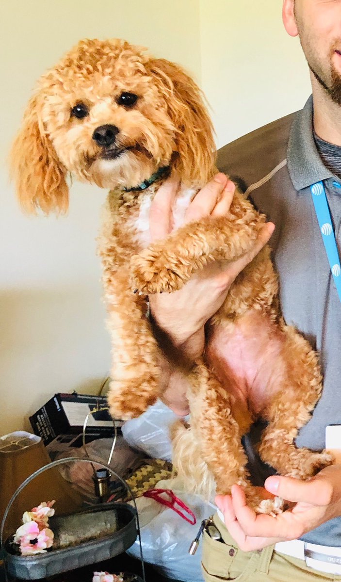 Columbus_84's tweet photo. #IHXPETS #PETSOFIHX
Meet Della Mae! She’s a Maltipoo. https://t.co/IeWgX5bgO5