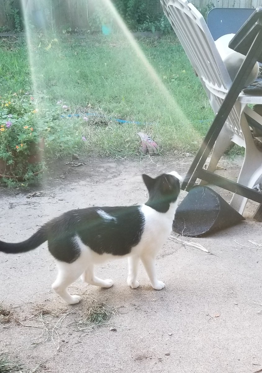 chronic_mom's tweet photo. Please ignore my messy back porch and instead focus on the beam of light shining down on my beloved #bookitty on #InternationalCatDay https://t.co/qoPRAC4VRe