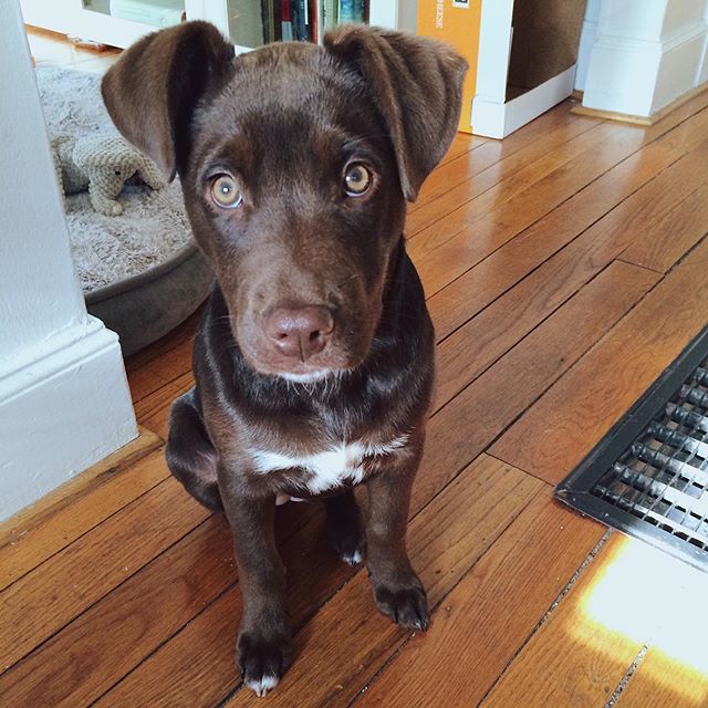 DerbyDailyDog's tweet photo. Picture time? 📸 #tbt #littled .
.
.
.
#puppiesofinstagram #todayshowpets #dogoftheday #labradorretriever #lab #rescuedog #instapuppy #adoptdontshop #labrador #chocolatelab #pup #dailywoof #woof #rescue #bark #cute #adorable #napavalleydogs #dogsofna… https://t.co/6QFxoyBVPg https://t.co/Uix4iWkZQg