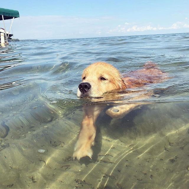 🐾 (@gangofanimals) on Twitter photo 