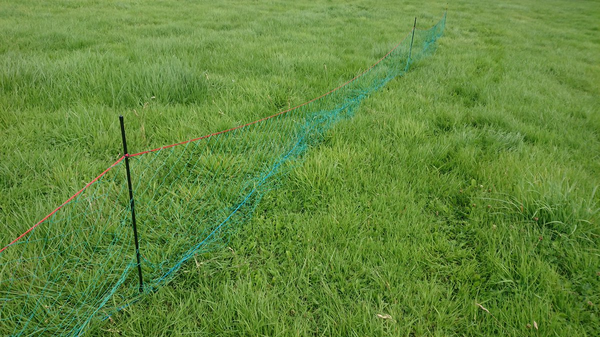 ruralpestctrl's tweet photo. Had an hour or so practicing setting 100 yard long net today with my dad 🤦♂️ should be an interesting season ahead. Coming to a youtube channel near you 😉 #pestcontrol #ferrets #ferreting #longnet https://t.co/JfCpW9Wa6b