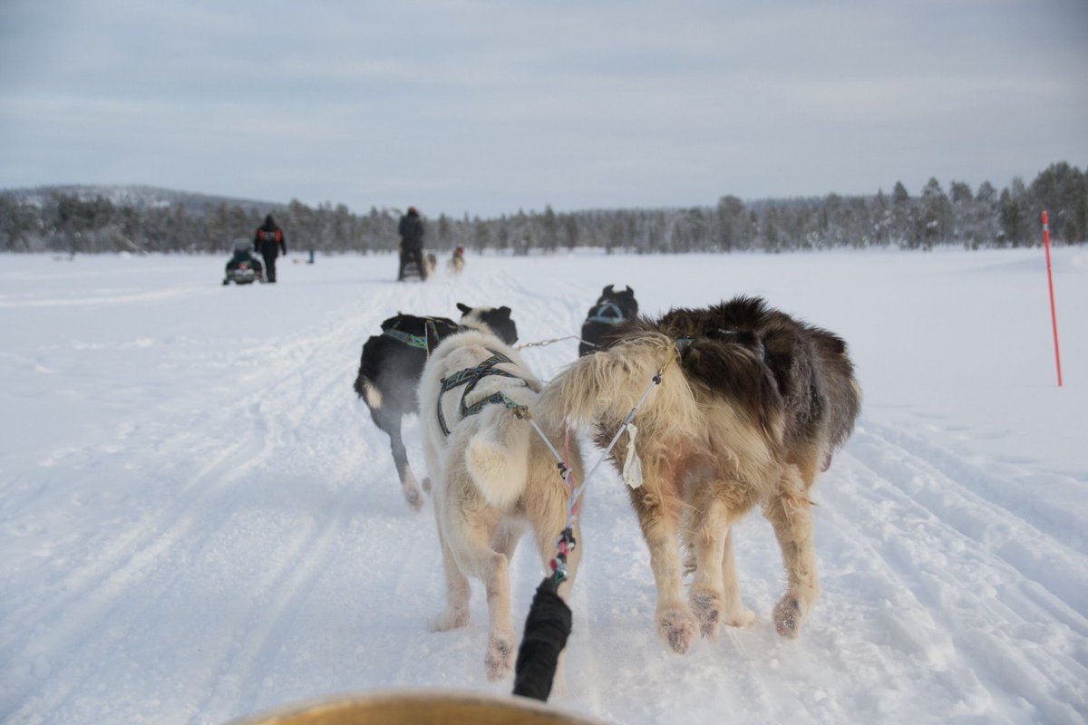 antropomo's tweet photo. Did you know that there is a specific order in which the dogs go in front of a dogsled? The female dogs go in front, they steer the sleigh, then the fastest dogs in the middle and the strongest dogs at the back. #Sami #Finland #tradition https://t.co/zNA0wMmFN3