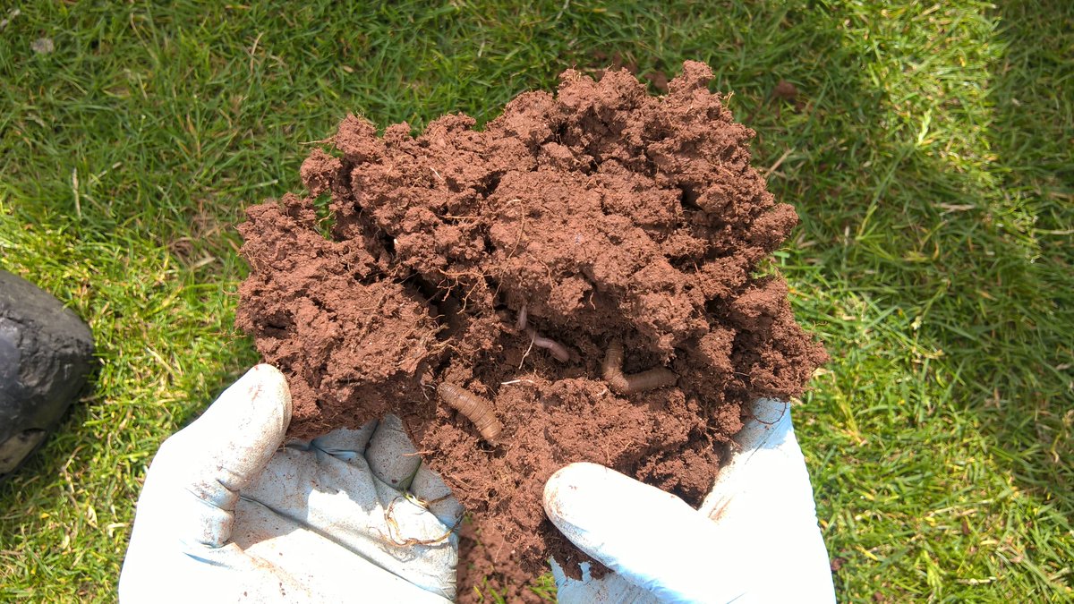 Bionema's tweet photo. Today visited a few #golfcourses to monitor #leatherjacket larval population, discovered a few surprising things that we didn't know before, continuous soil sampling is very important to keep track of their population and application of #NemaTrident and #NemaSpreader. @MinshadDr https://t.co/HSKr0JYn21
