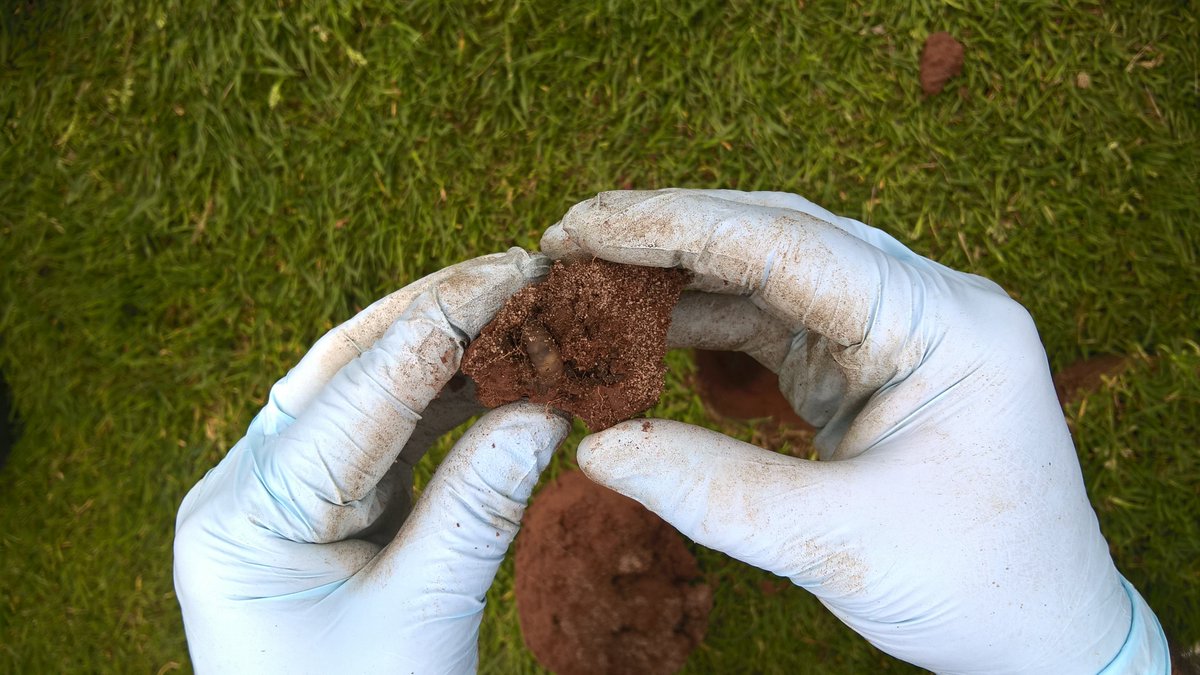 Bionema's tweet photo. Today visited a few #golfcourses to monitor #leatherjacket larval population, discovered a few surprising things that we didn't know before, continuous soil sampling is very important to keep track of their population and application of #NemaTrident and #NemaSpreader. @MinshadDr https://t.co/HSKr0JYn21