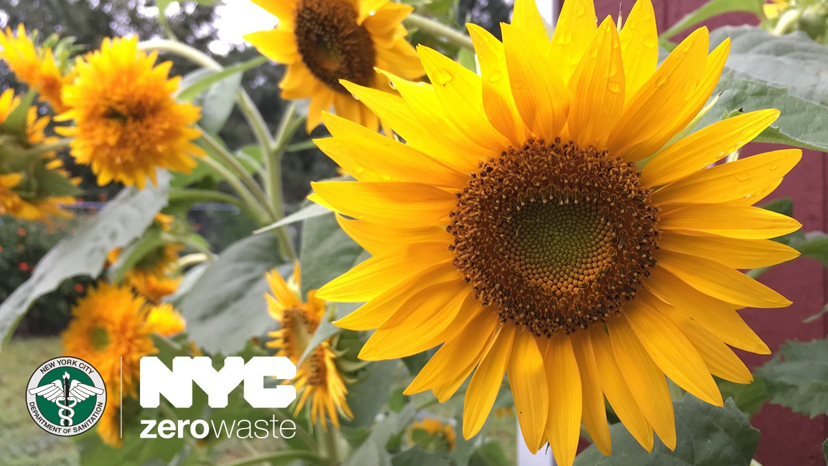 NYCzerowaste's tweet photo. Every Thursday through the end of August, join the NYC #CompostProject Hosted by @queensbotanicl at 1:30pm for a 20 minute tour of the QBG Farm. Meet the farmers, see the crops and learn about compost’s role in keeping soil healthy. All ages welcome for this drop-in tour! https://t.co/bcnR2NWjEw