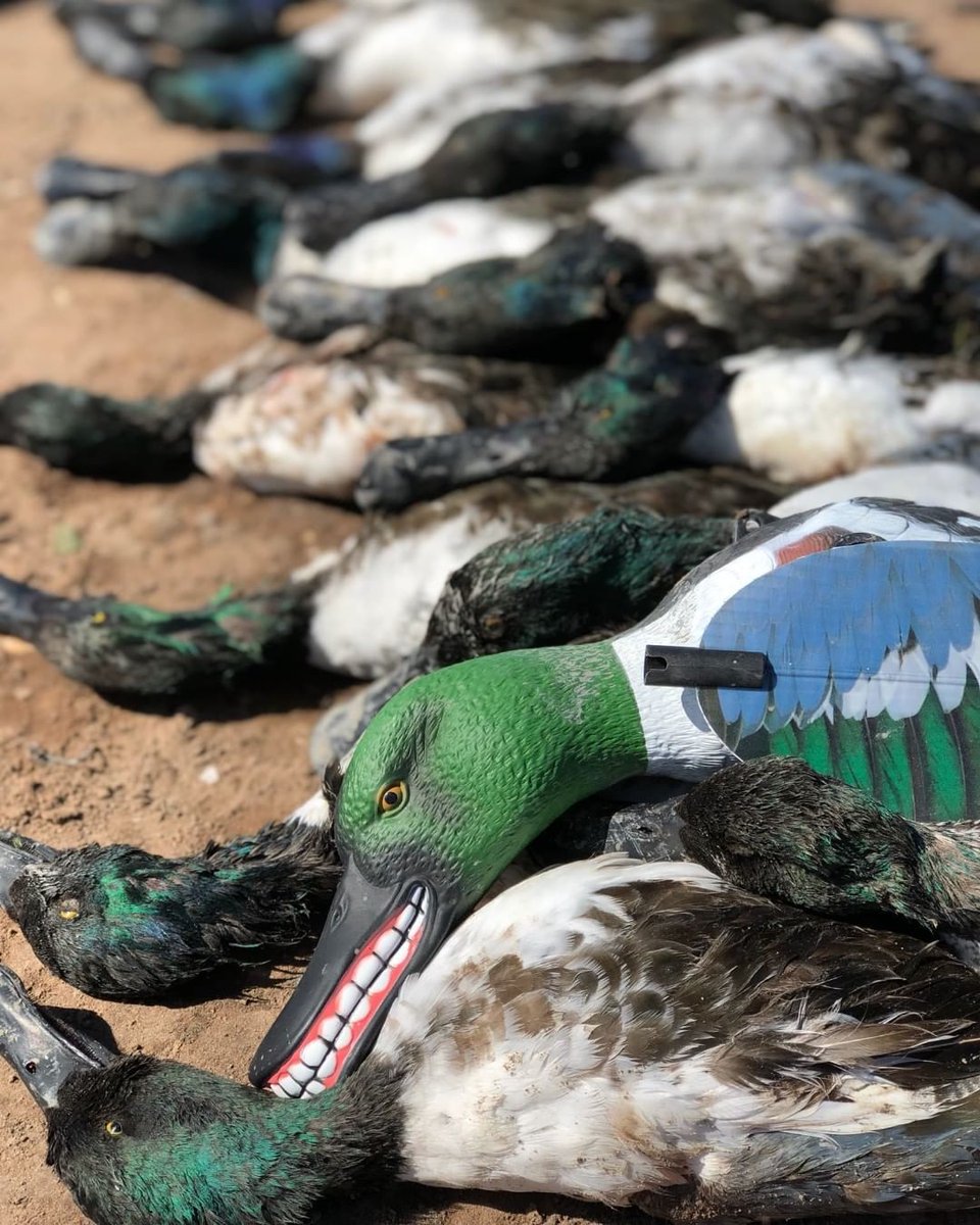 Mojo_Outdoors's tweet photo. All grins... MOJO SPOONZILLA hanging out with his friends.
.
📸 @ramseyrussellgetducks
.
#duckseason #spoonzilla #mojooutdoors #hunting #duckhunting #waterfowl #hunting https://t.co/AsptSGBHCZ