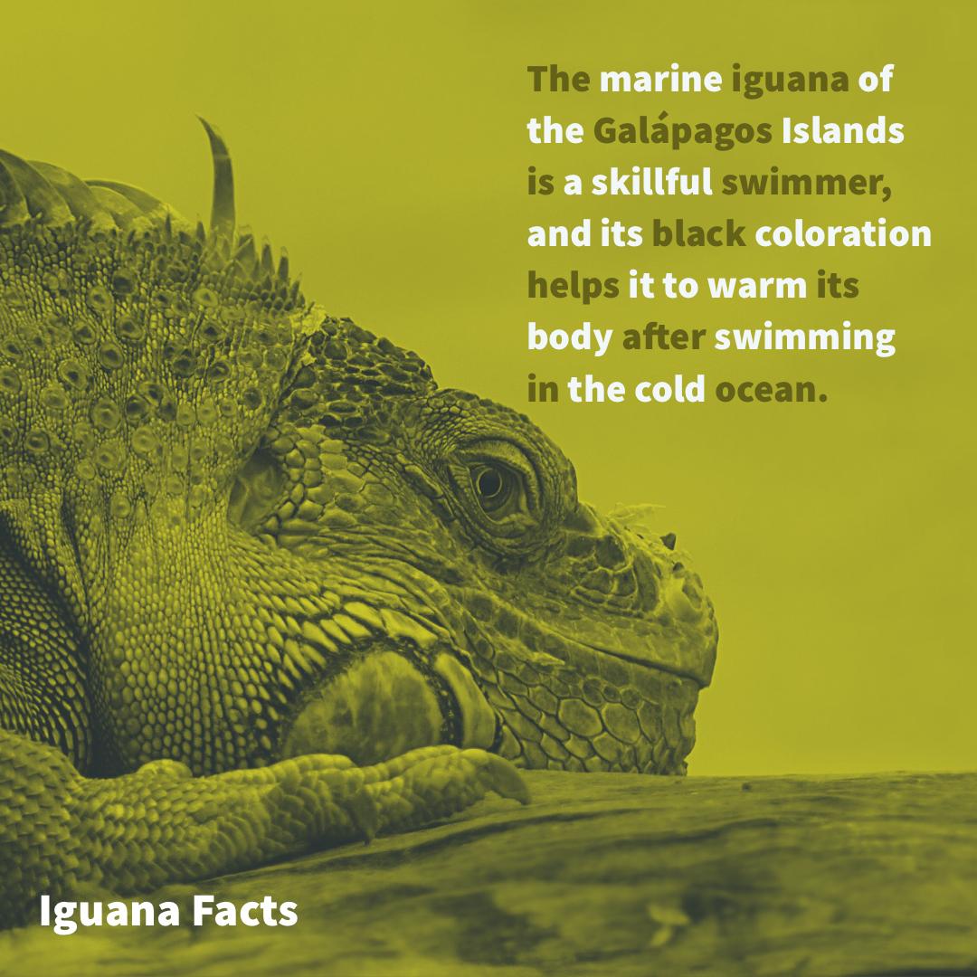 Follow_MyPets's tweet photo. We haven’t done an iguana fact before! How interesting is this?!
#iguana #reptile #lizard #iguanas #greeniguana #reptiles #iguanaiguana #iguanalove #reptil #iguanapets #blueiguana #animals #iguanalife #rediguana #pets #dragon #lizards #animal #iguanamoments #iguanalover https://t.co/i5sjuG1quU