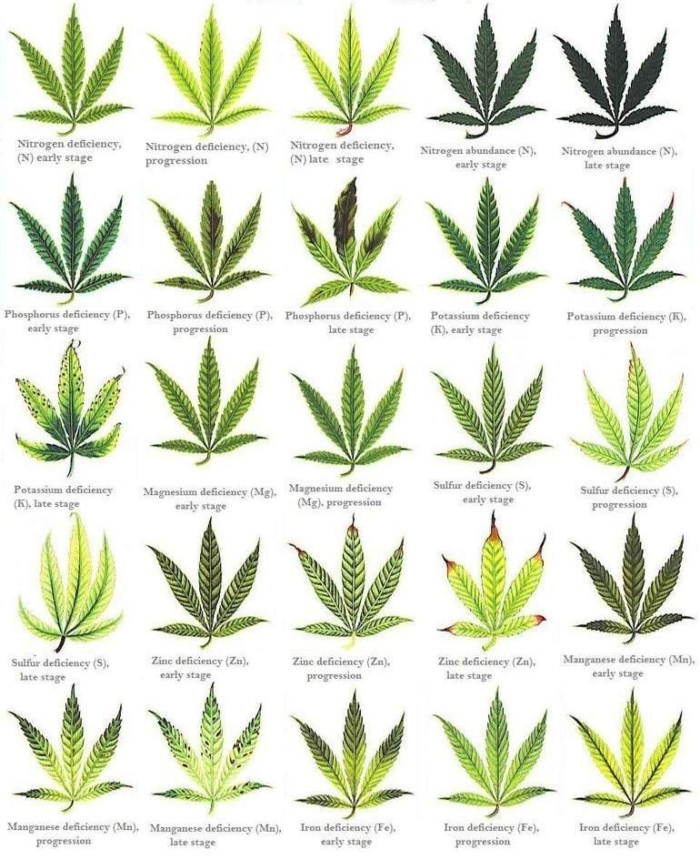 spliffseeds's tweet photo. Someone should make a poster of this 😁
#cannabis #nutrient #sickplants #growingproblems https://t.co/juWSgPSC88