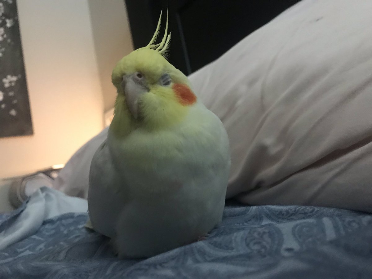 louiebirdy's tweet photo. self-pic of me sleep .
#bird #selfpic #piktureofbird #sleep #tweeter #cockatiel #time4bed https://t.co/NunfskKSri