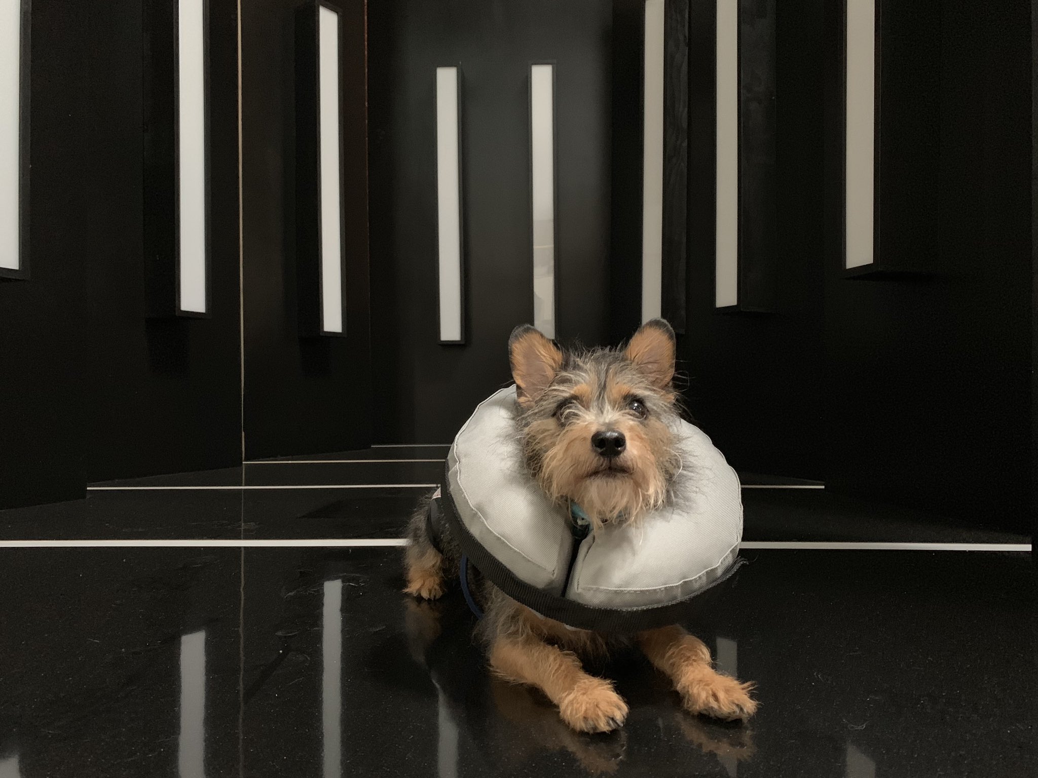 dog wont stop licking hot spot