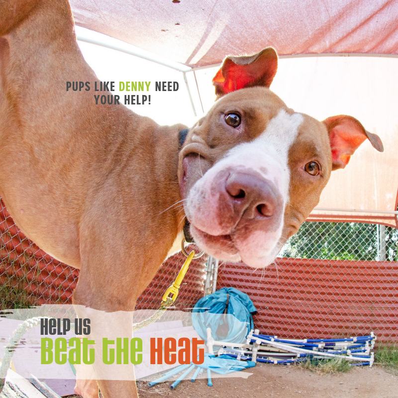 austinpetsalive's tweet photo. We're working on keeping our aging shelter as cool &amp; comfortable as possible for our shelter animals. We're adding upgrades to help keep our pets safe in the summer heat, but we need your support to accomplish this! Help us beat the heat by donating today: https://t.co/bbo03rhmAJ https://t.co/gTdYjn9zcP