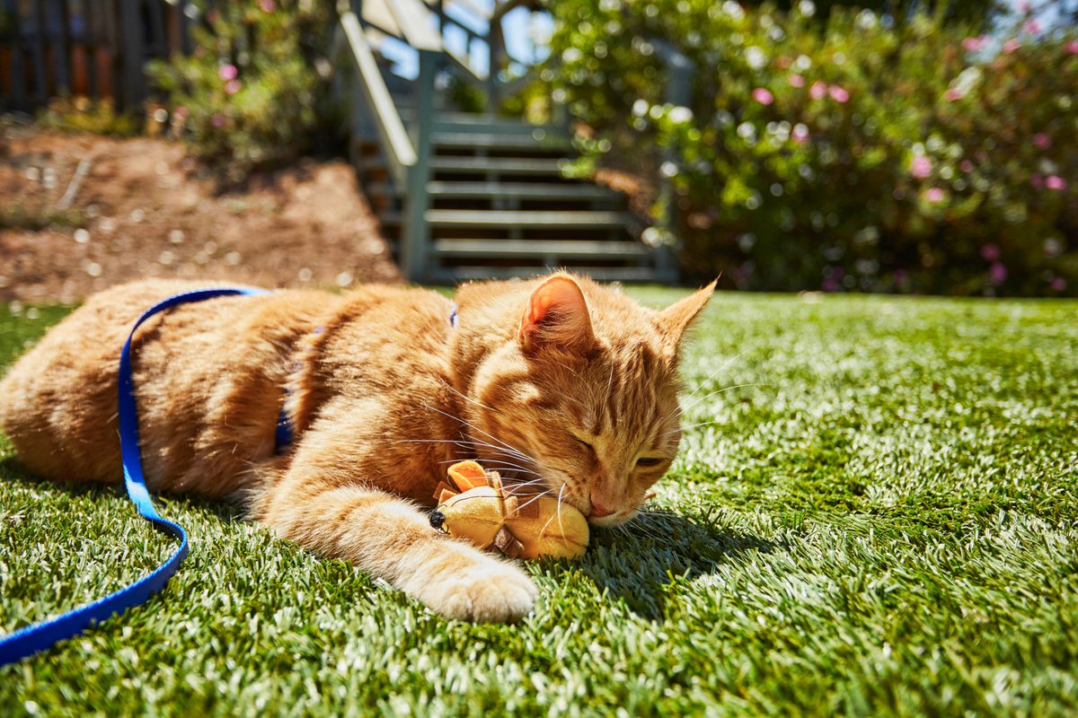 RCoughlinPetco's tweet photo. Happy #InternationalCatDay to #cat parents everywhere! Looking to strengthen your family’s bond with your furry child? Follow this #Cat101: https://t.co/E7pCjHH0G6 https://t.co/5J4mwJQl3p