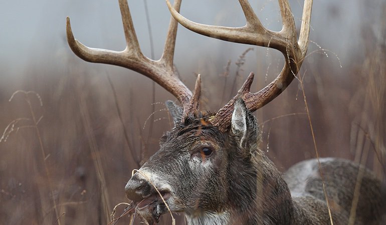 GameAndFishMag's tweet photo. Using Boone and Crockett Club data, we pinpointed the best hunting areas in the country to harvest a trophy buck โ perhaps even a record. #deerhunting #trophybucks
https://t.co/XQJeBQXzgf https://t.co/quAMbJZ0CN