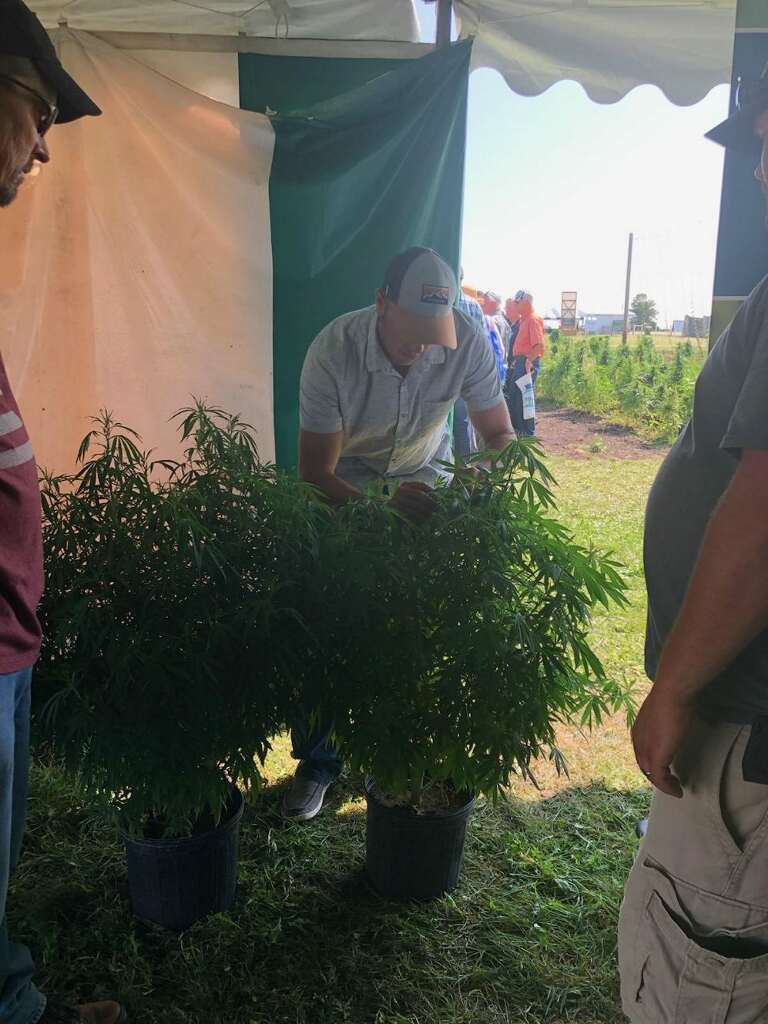 MNHempOfficial's tweet photo. Thanks to @lnskietz for helping #Farmfest19 attendees determine the sex of hemp plants.
Stop by our booth to learn more about #mnhemp!
@mnfarmfest
@MNagriculture https://t.co/fiS9iqIAS9