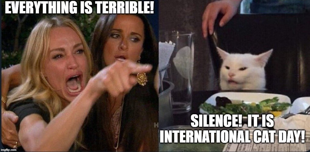 LisaMarieBowman's tweet photo. Happy #internationalcatday! https://t.co/iydxEn04rS