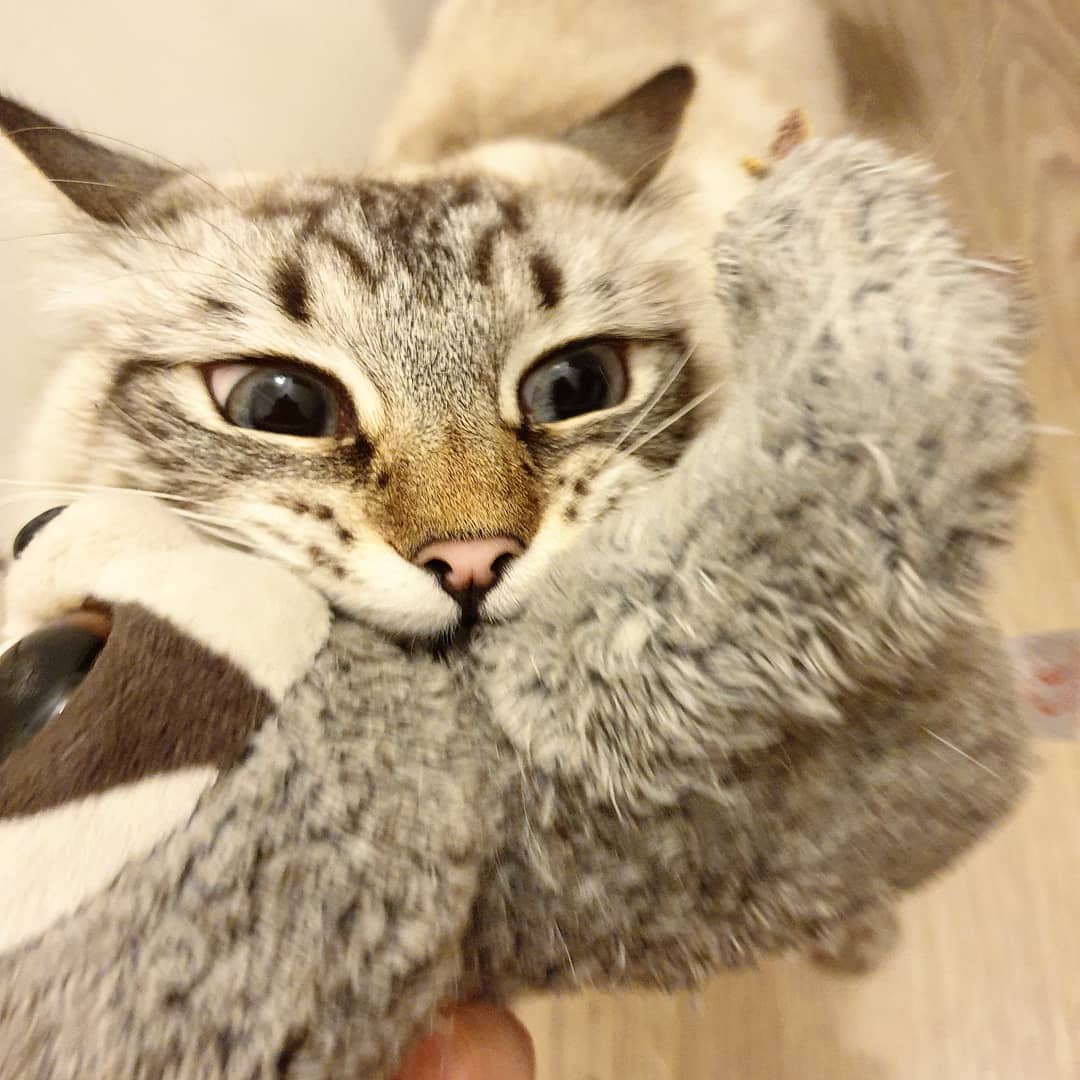 manon_phn's tweet photo. @Neoxi_ Et oui mon chat aime le jeu de la force.. https://t.co/IHGs7mHla9