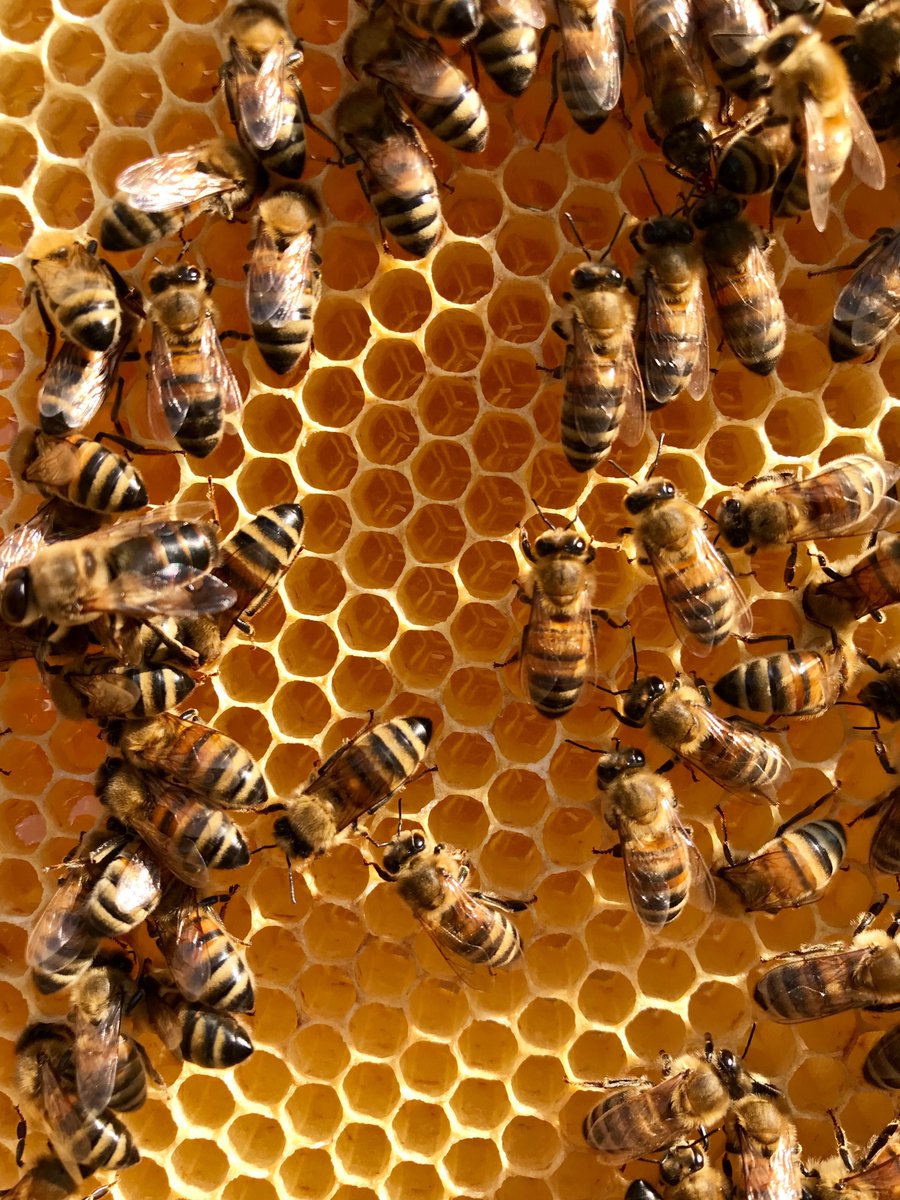 Association Confidences d'Abeilles tweet media