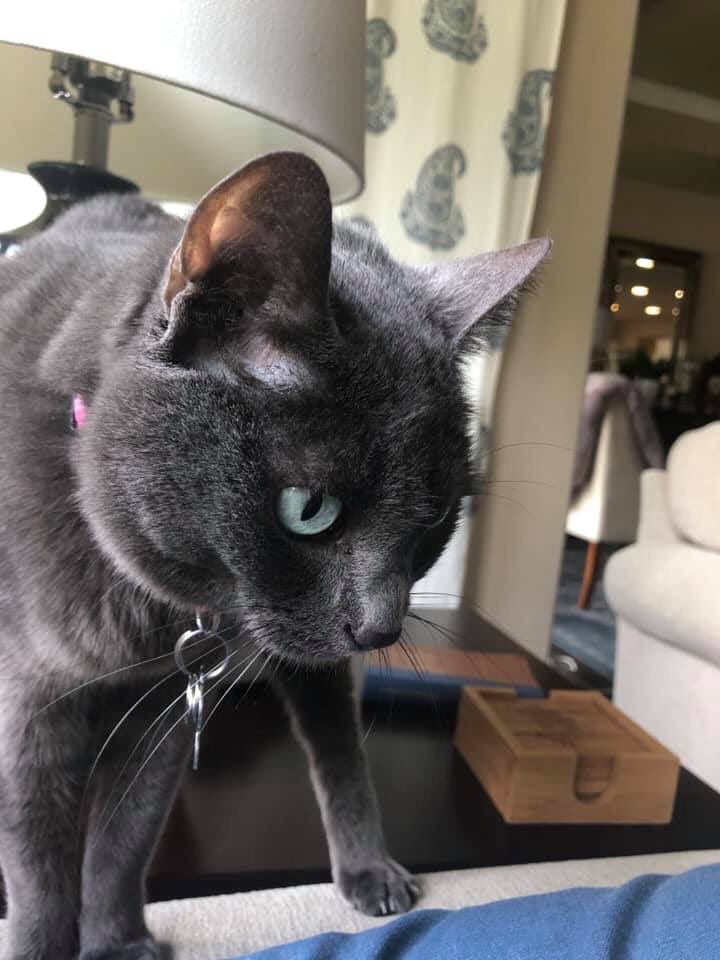 CindyHuge's tweet image. Celebrating #InternationalCatDay #InternationalCatDay2019 #Smokee Aunt @therealjpiff