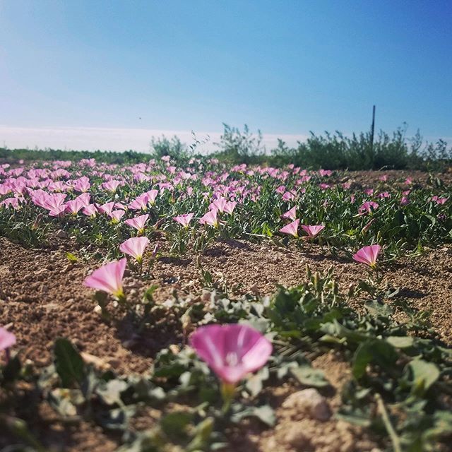 PagesWindows's tweet image. Sometimes an empty lot next to delivery provides a bright spot in your day! Make sure you take the time to enjoy the little moments.
#pageswindows #littlemoment ift.tt/2Tf5W9H