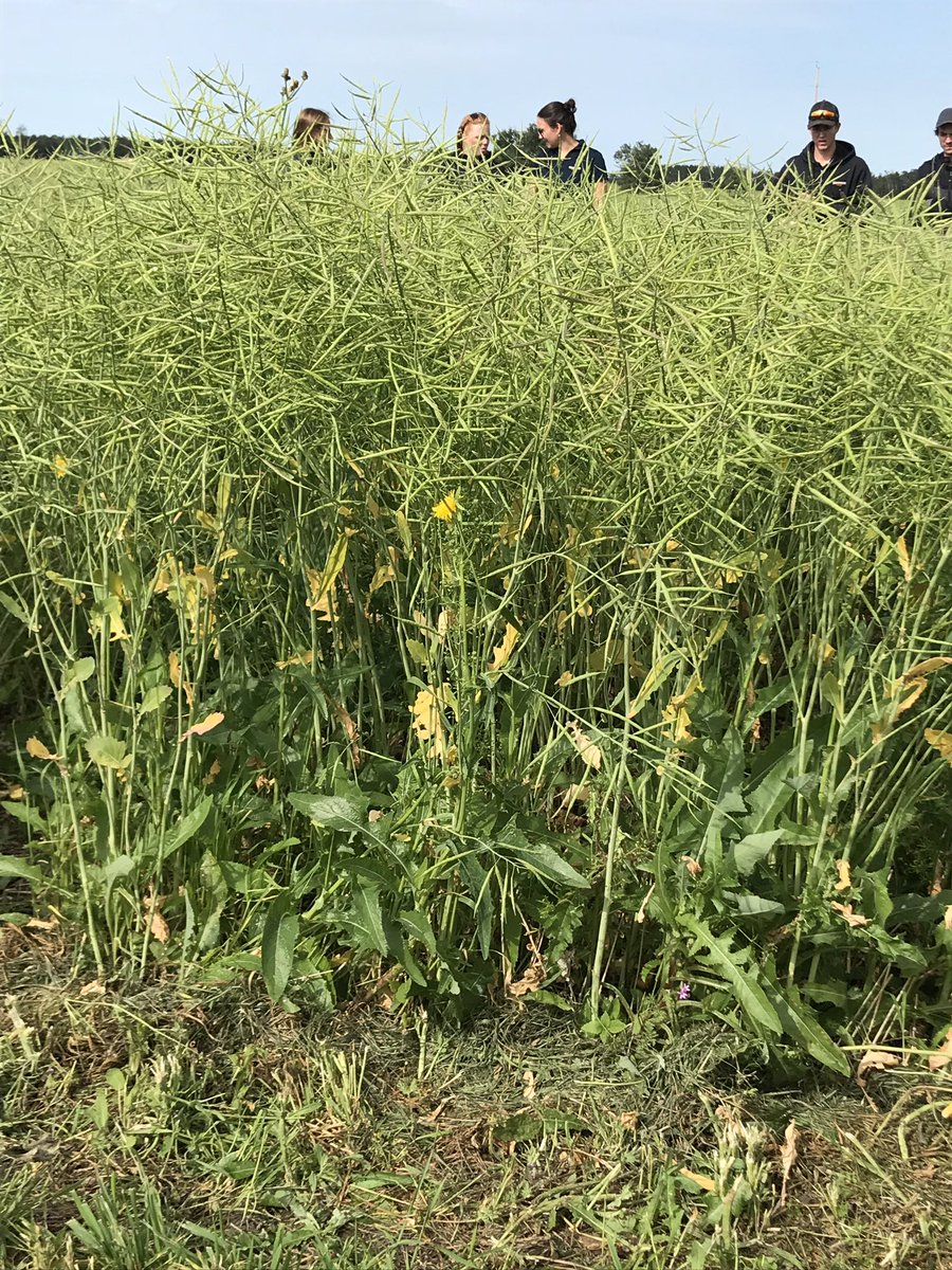 KarlOesch's tweet photo. #LR344PC standing great and full of pods. https://t.co/jaVihalRkI