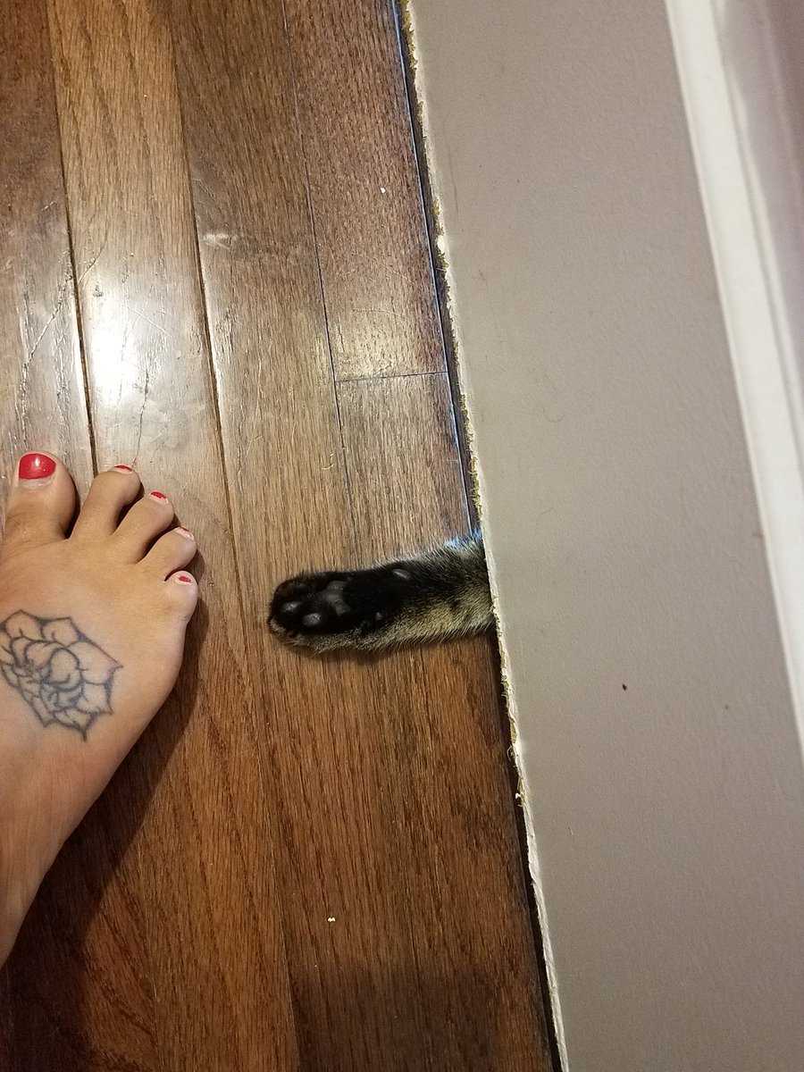 LP_WSC's tweet photo. Dare you to walk by a door in my house. #InternationalCatDay https://t.co/VCBOzE6Vf1