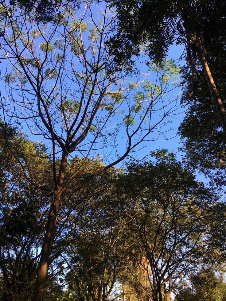 MaisMeses's tweet photo. EM UM ANO, UMA ÁRVORE:
-Resfria igual a 10 ar-condicionados funcionando continuamente.
-Absorve 2900 litros de água da chuva.
-Filtra 28kg de poluentes no ar.

Plante amor, plante árvores! https://t.co/3WIbXb2dRj
