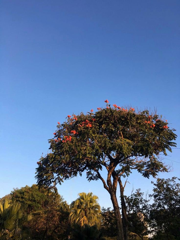 MaisMeses's tweet photo. EM UM ANO, UMA ÁRVORE:
-Resfria igual a 10 ar-condicionados funcionando continuamente.
-Absorve 2900 litros de água da chuva.
-Filtra 28kg de poluentes no ar.

Plante amor, plante árvores! https://t.co/3WIbXb2dRj