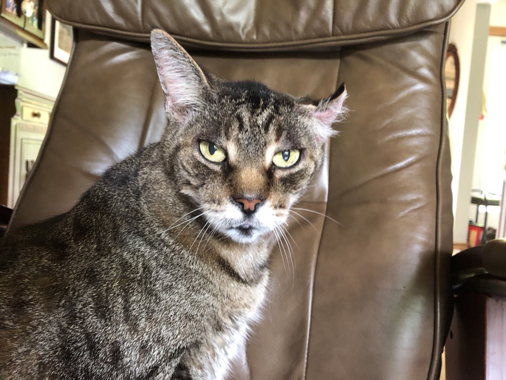 KeitherKeith's tweet photo. 🐈🌟🐈🌟🐈🌟🐈🌟🐈🌟🐈
I’ve seen a lot of #InternationalCatDay hashtags today.
I’d just like to remind you -
EVERY DAY is International Cat Day.
Thank you.
#KeithKnowsStuff
#SternReminder
🐈🌟🐈🌟🐈🌟🐈🌟🐈🌟🐈 https://t.co/khxuIudasu