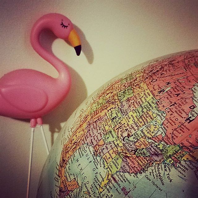 NellsKingdom's tweet photo. So this is how it ends.  Attack of the killer #pinkflamingo https://t.co/G25STlsCIa https://t.co/uWC3kYrzO5