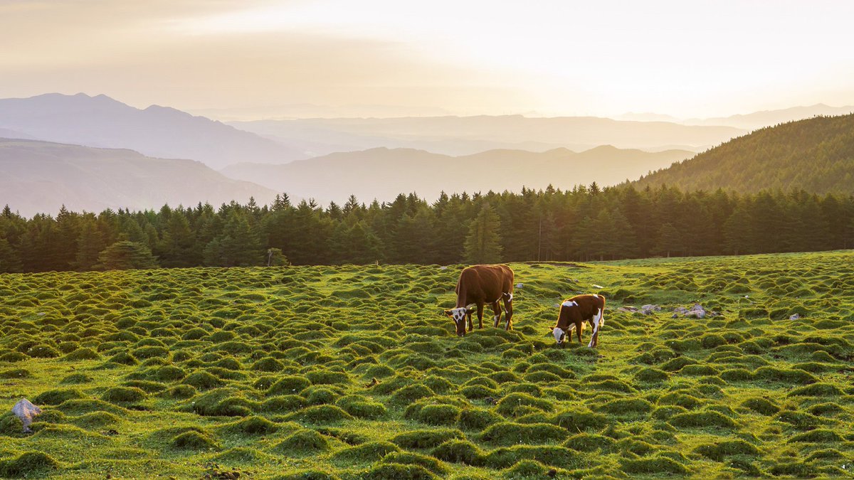 At Malun Grassland green meadows stretched as far as the eye could see, contrasting beautifully against a clear, blue sky.