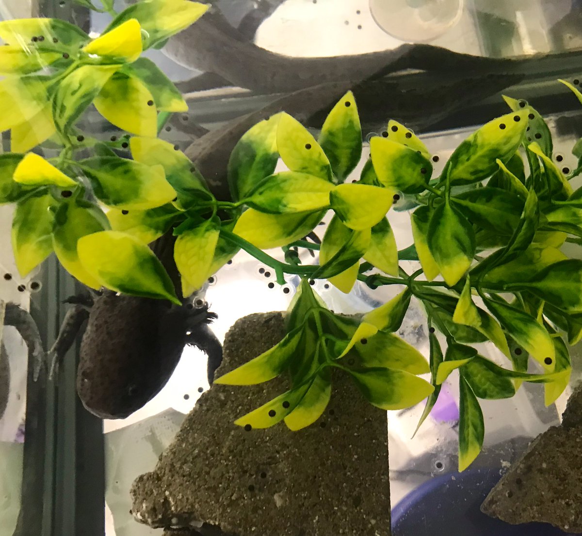 Regina Spranger, PhD tweet media