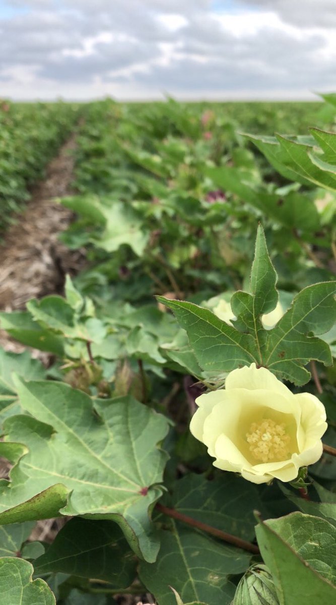agjosh_16's tweet photo. This field was at cutout last week. Sure is neat looking across the field at all of white blooms. #cotton #swks https://t.co/vJ1wHPV6HH