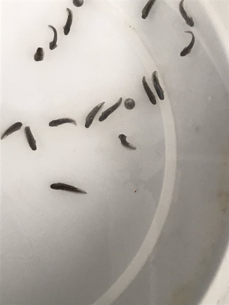 Regina Spranger, PhD tweet media