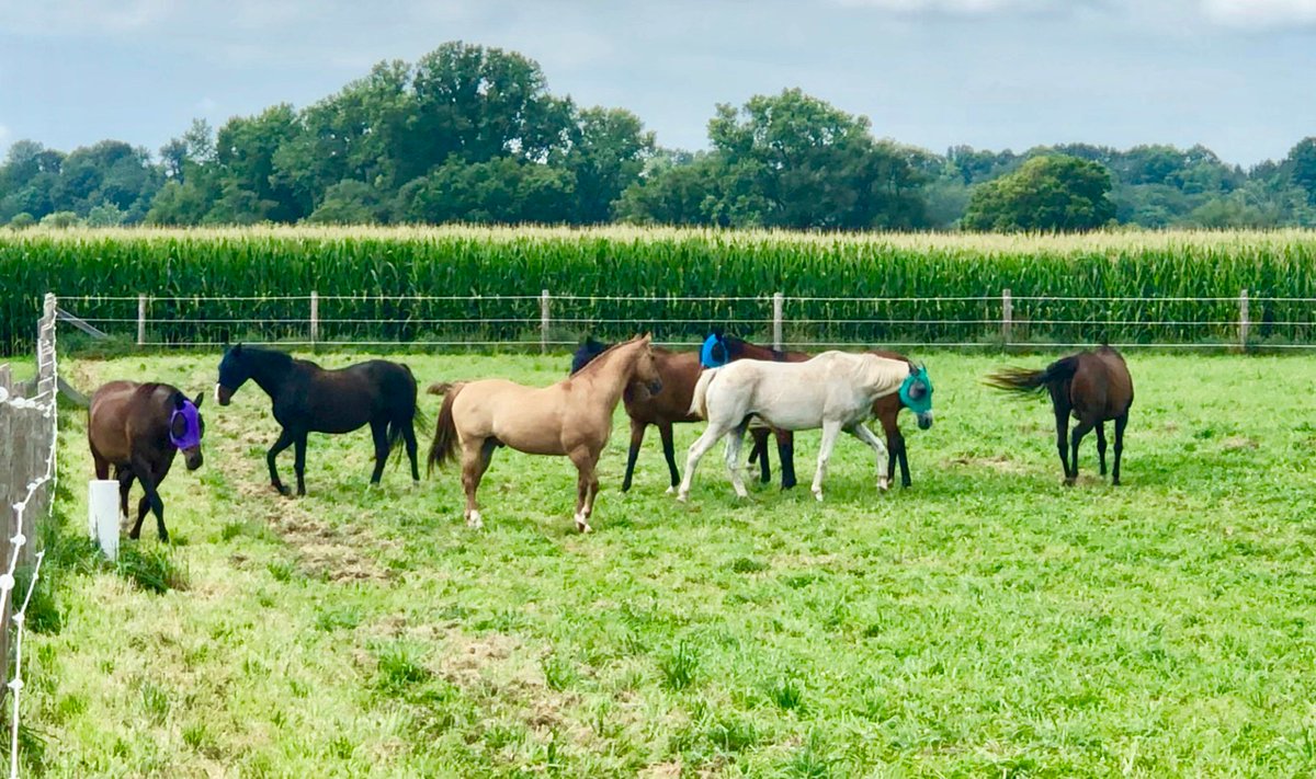 Added a herd of two to our herd of five. They are still trying to figure out the pecking order. belvoirestatefarm.com