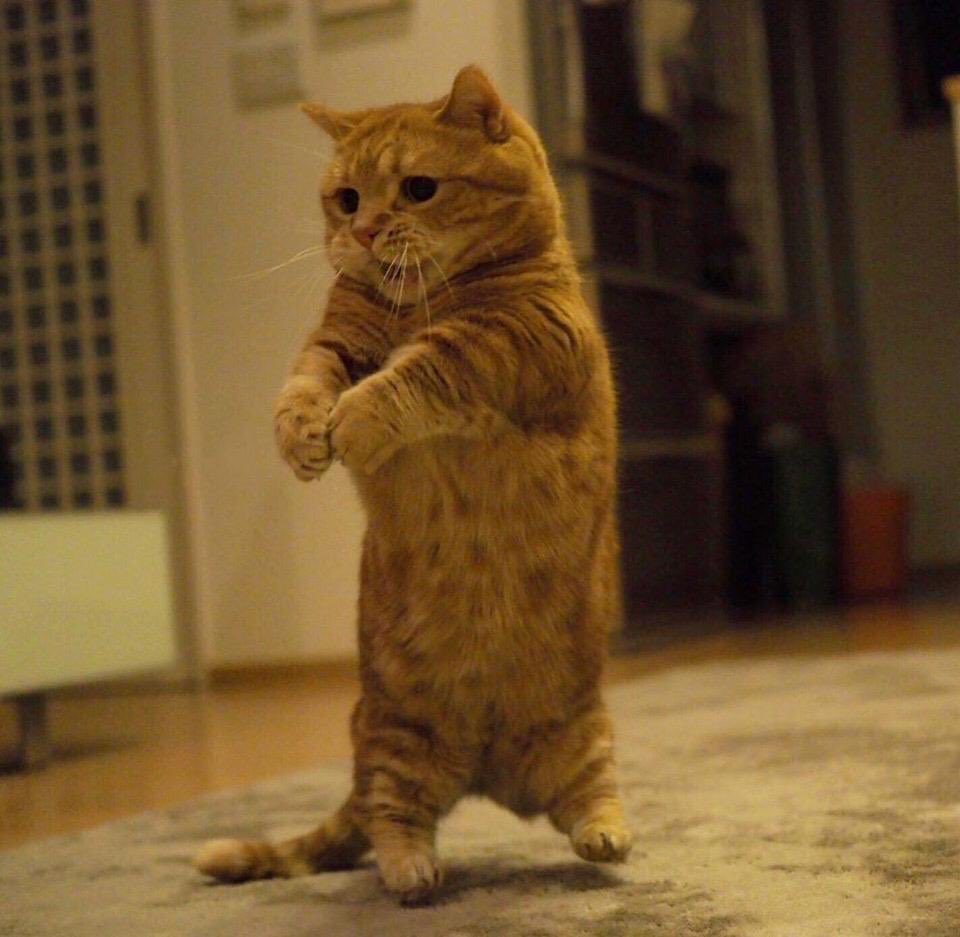 RachelRileyRR's tweet photo. Happy #InternationalCatDay!!! 
🦁🐯🐆🐅🐈
Celebrating with some cats playing invisible volleyball pics, courtesy of the internet. Thank you internet 😻 https://t.co/urUvTnmrY0