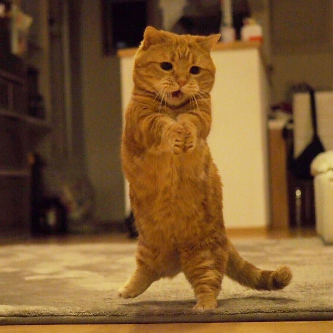 RachelRileyRR's tweet photo. Happy #InternationalCatDay!!! 
🦁🐯🐆🐅🐈
Celebrating with some cats playing invisible volleyball pics, courtesy of the internet. Thank you internet 😻 https://t.co/urUvTnmrY0
