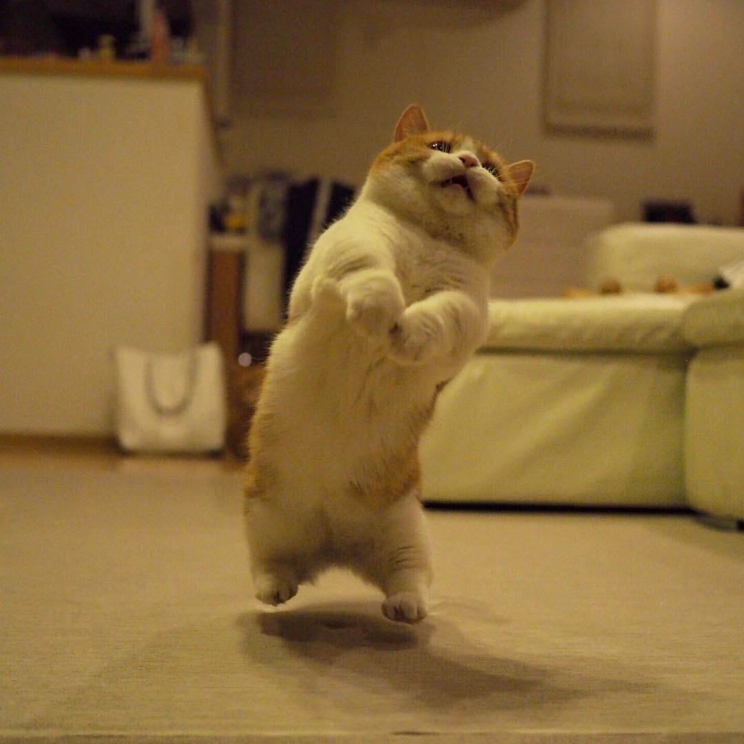 RachelRileyRR's tweet photo. Happy #InternationalCatDay!!! 
🦁🐯🐆🐅🐈
Celebrating with some cats playing invisible volleyball pics, courtesy of the internet. Thank you internet 😻 https://t.co/urUvTnmrY0