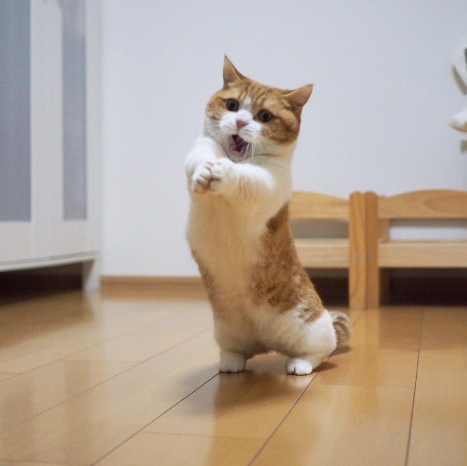 RachelRileyRR's tweet photo. Happy #InternationalCatDay!!! 
🦁🐯🐆🐅🐈
Celebrating with some cats playing invisible volleyball pics, courtesy of the internet. Thank you internet 😻 https://t.co/urUvTnmrY0