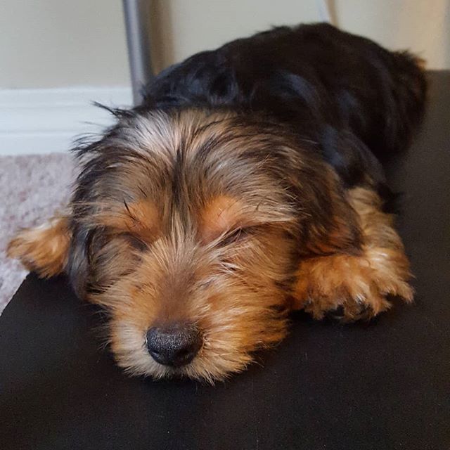 Hm, I cleaned off the bottom shelf of my desk to prevent eating things he shouldn't and now I don't think I'll be getting it back anytime soon. #dogsofinstagram #newpuppy #sleepingpuppy