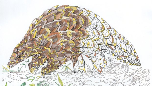 Something exciting is coming this way from Modern Books! Watch out for more information next week... 

#wildlife #animals #wildlifebook #art #endangered #conservation #endangeredspecies #savetheplanet #coloring #wildlifecoloring #coloringbook #modernbooks